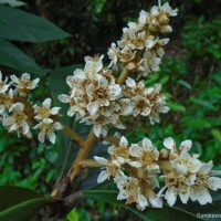 Rhaphiolepis bibas (Lour.) Galasso & Banfi